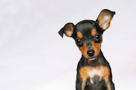 KÖPEKLERDE PARVO VİRÜS