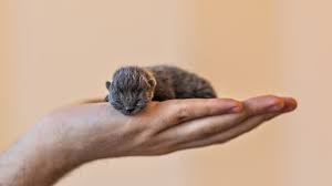 KEDİLERDE CALİCİVİRÜS ENFEKSİYONU