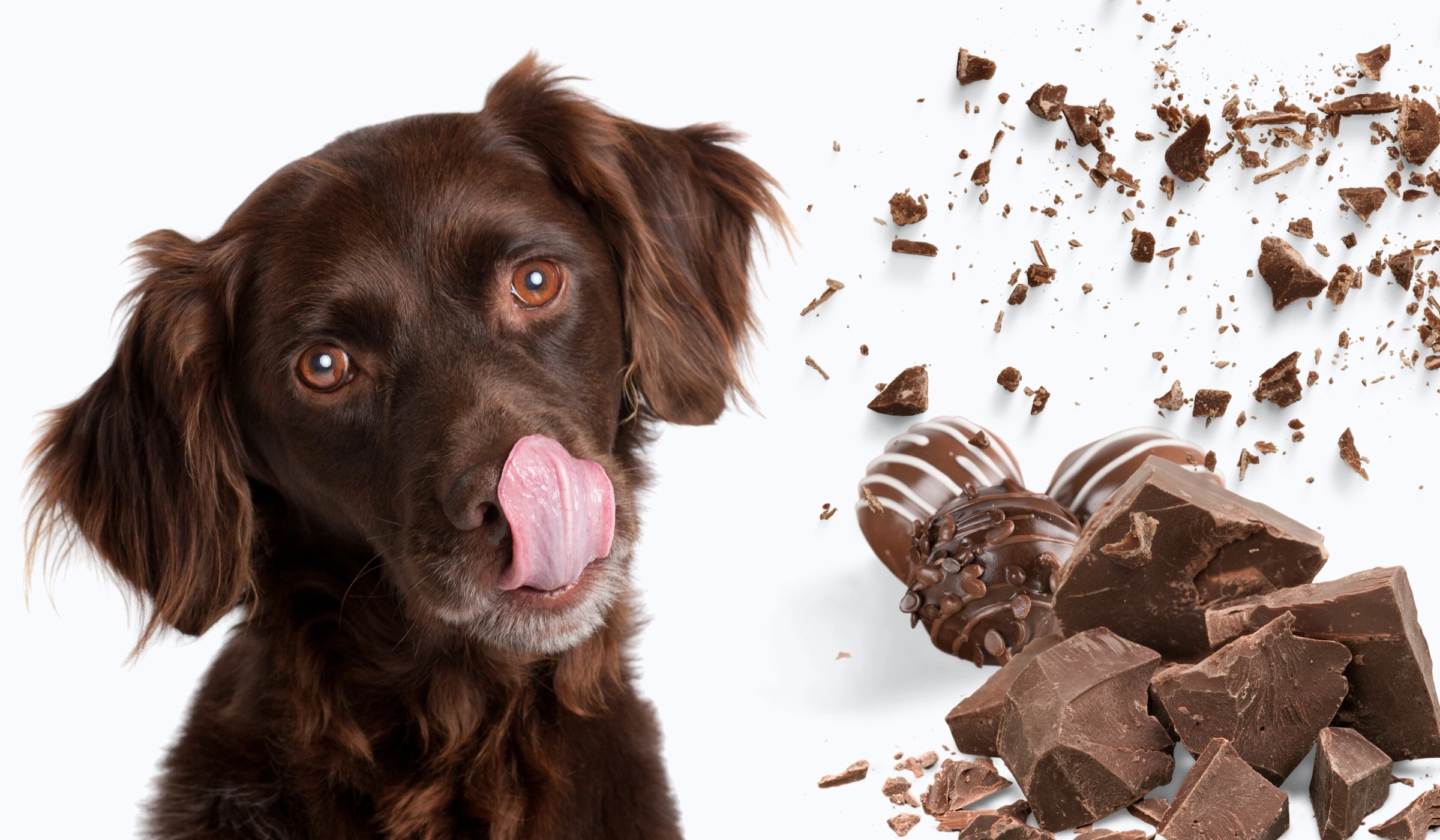 Üsküdar'da Köpeğim Çikolata Yedi Ne Yapmalıyım? Acil Zehirlenme Müdahalesie