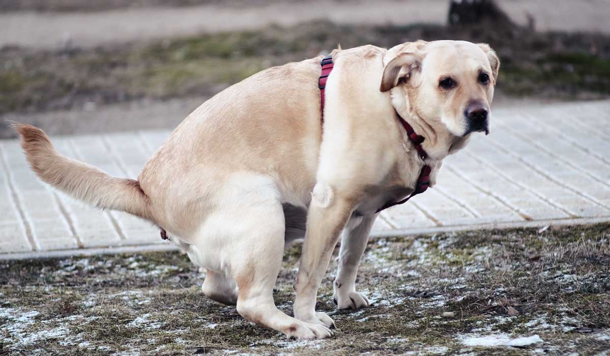 Üsküdar'da Köpeğim İshal Oluyor - Sindirim Problemleri ve Diyet Önerilerie